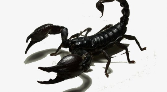 LA FÁBULA DEL ESCORPIÓN LA FÁBULA DEL ESCORPIÓN